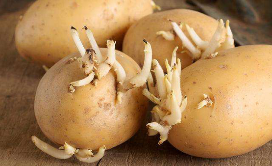 科普:发芽的土豆还能食用吗?