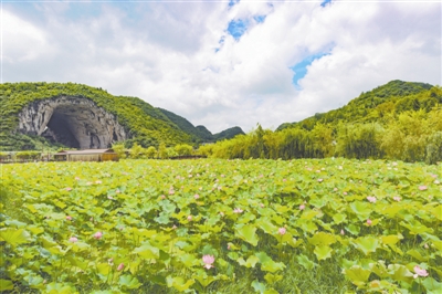 "7月19日,大方县羊场镇陇公村清虚洞旅游景点的上百亩荷花相继盛开