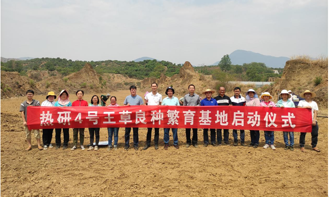 热研4号王草良种繁育基地在云南潞江坝启动建植